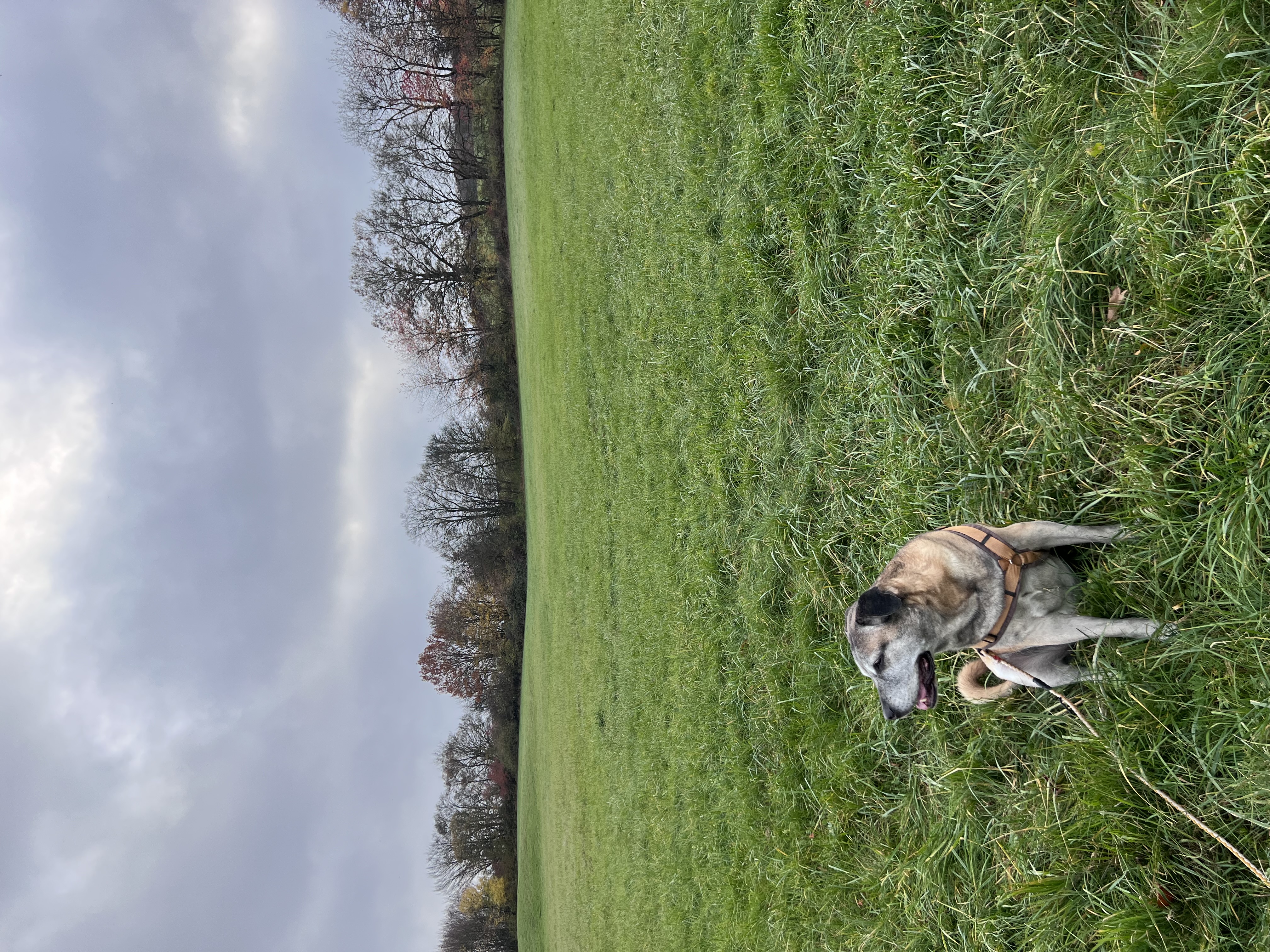 Hund in Wiese