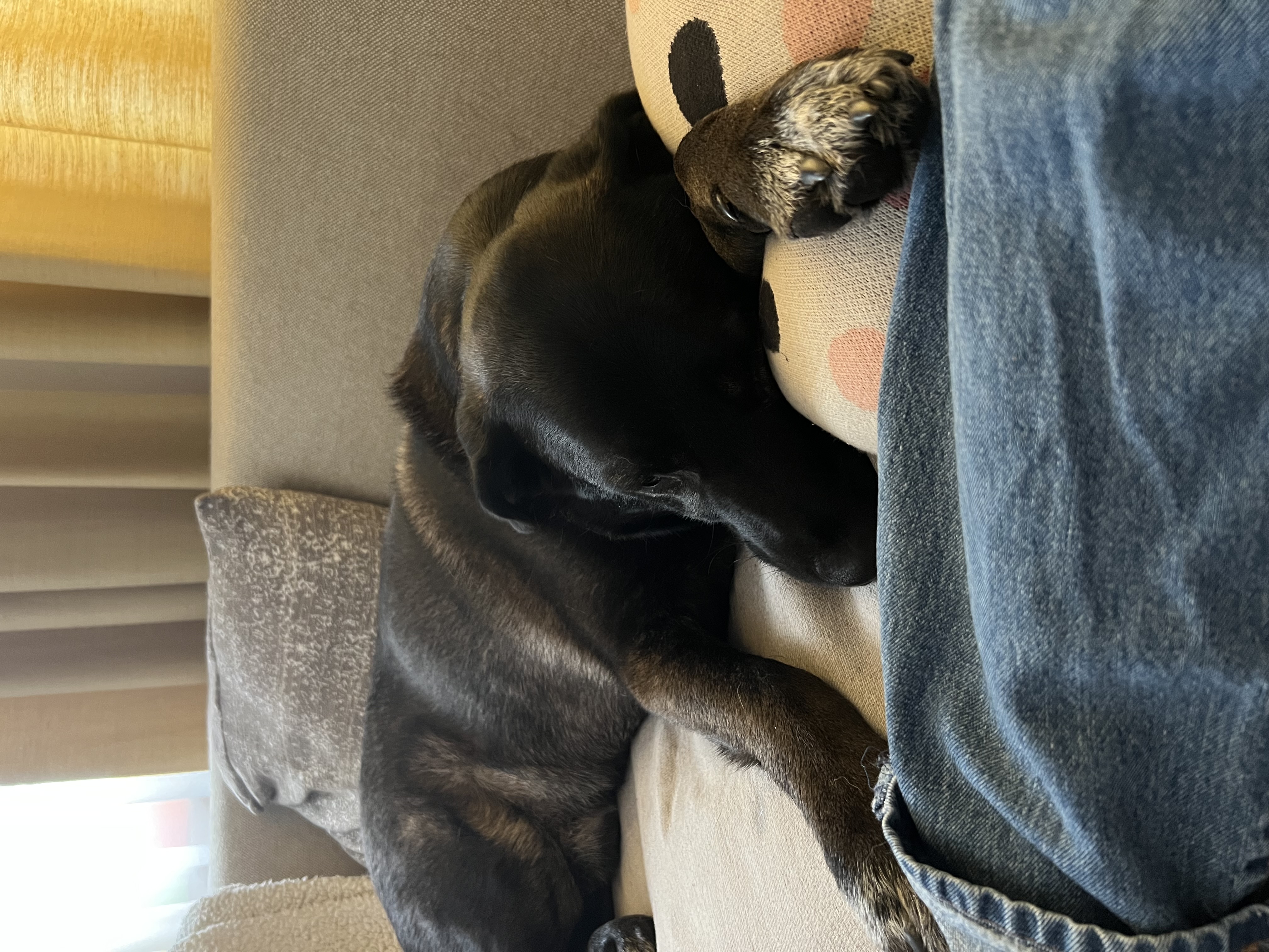 Hund am Sofa