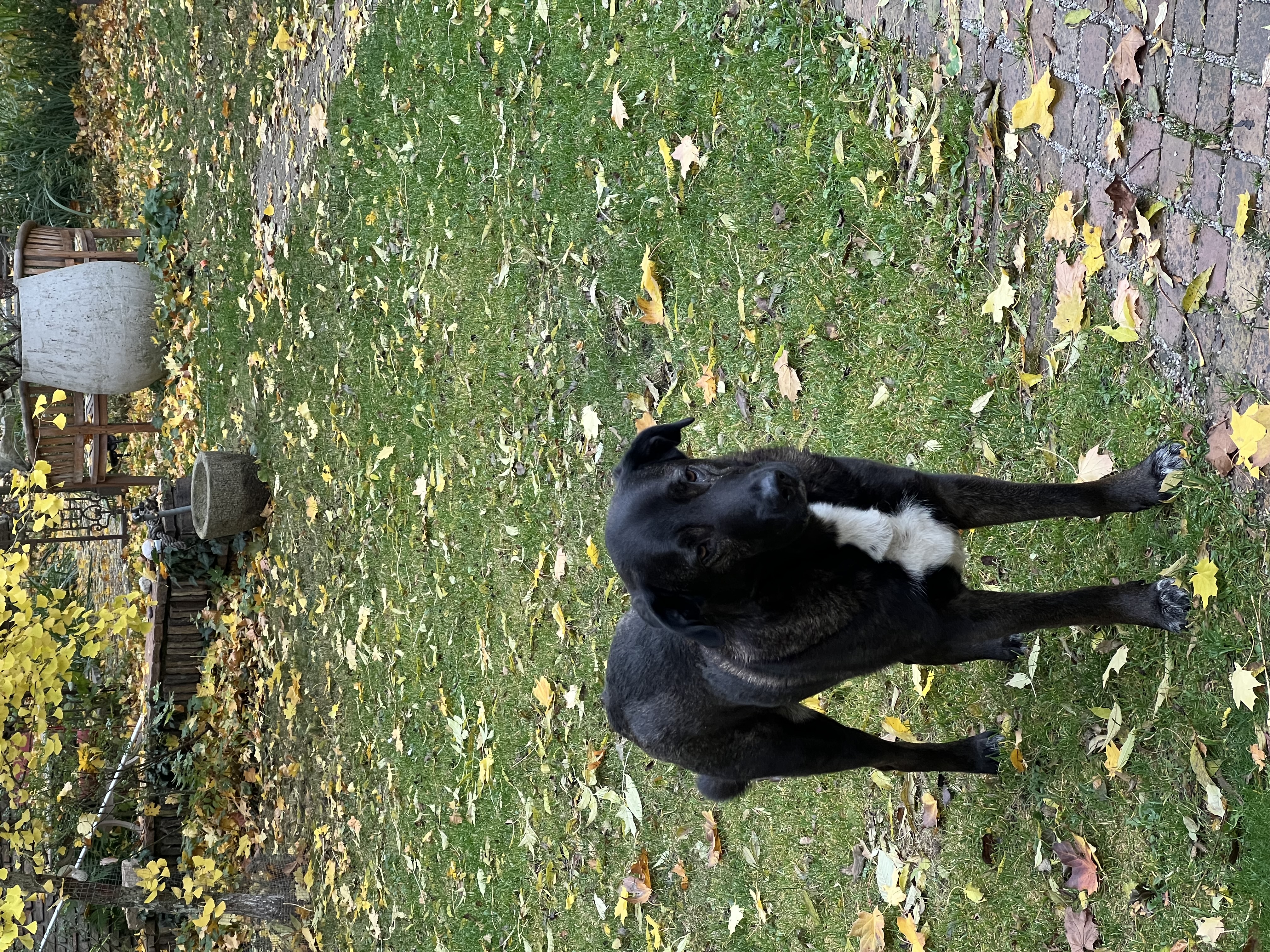 Sitzender Hund